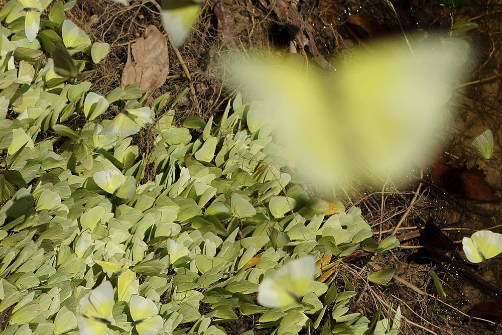 Vlinders in de Amazone Colombia