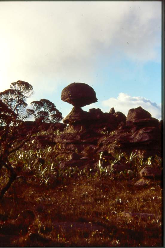 Mushroom rots bij Mount Roraima in Venezuela