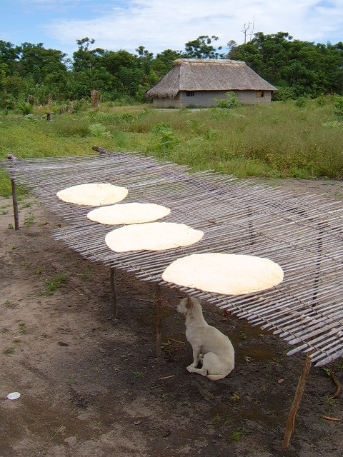 Maniok of Cassave koeken gemaakt door indianen in Venezuela