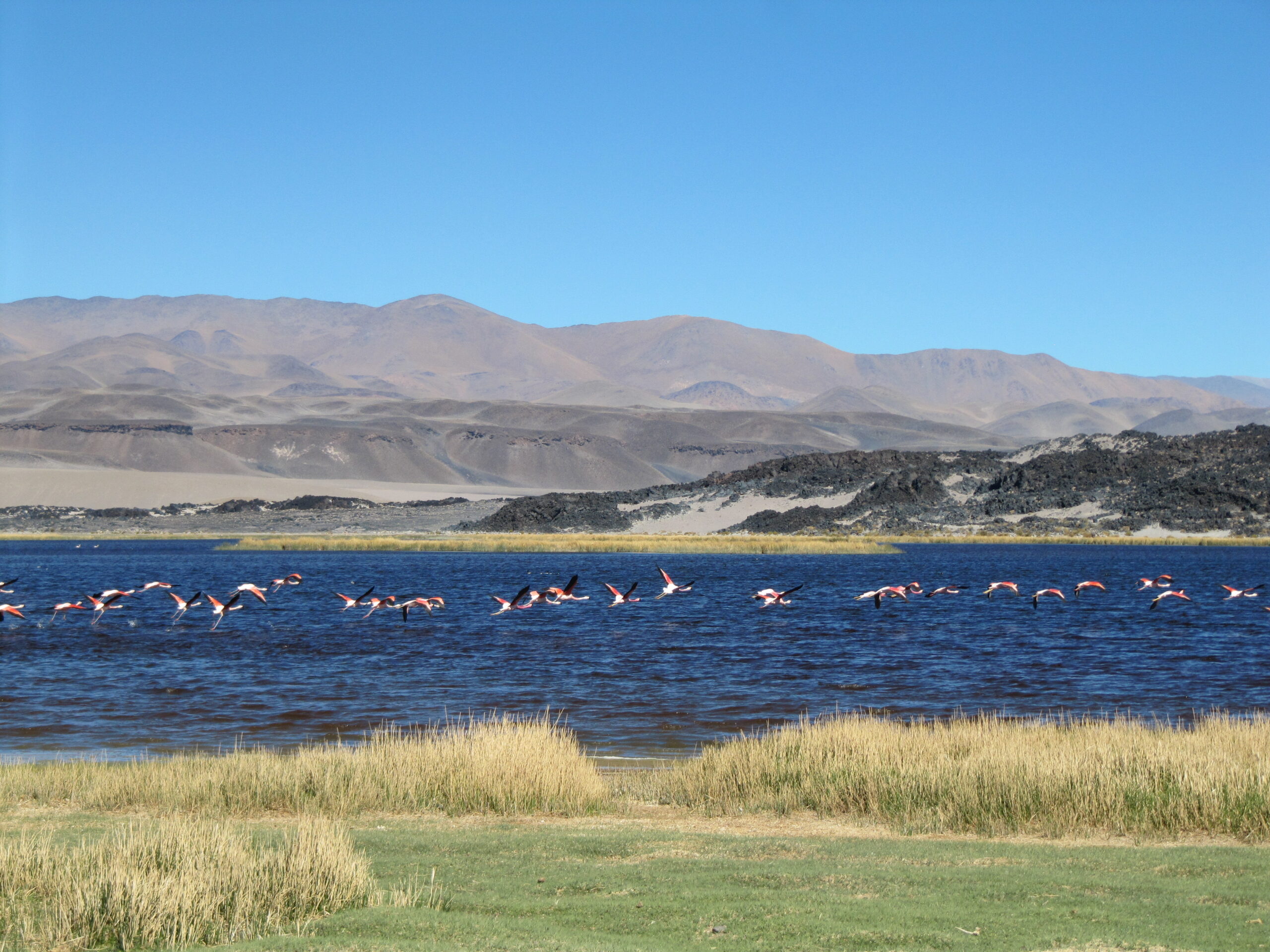 Lagunes vol Flamingo's