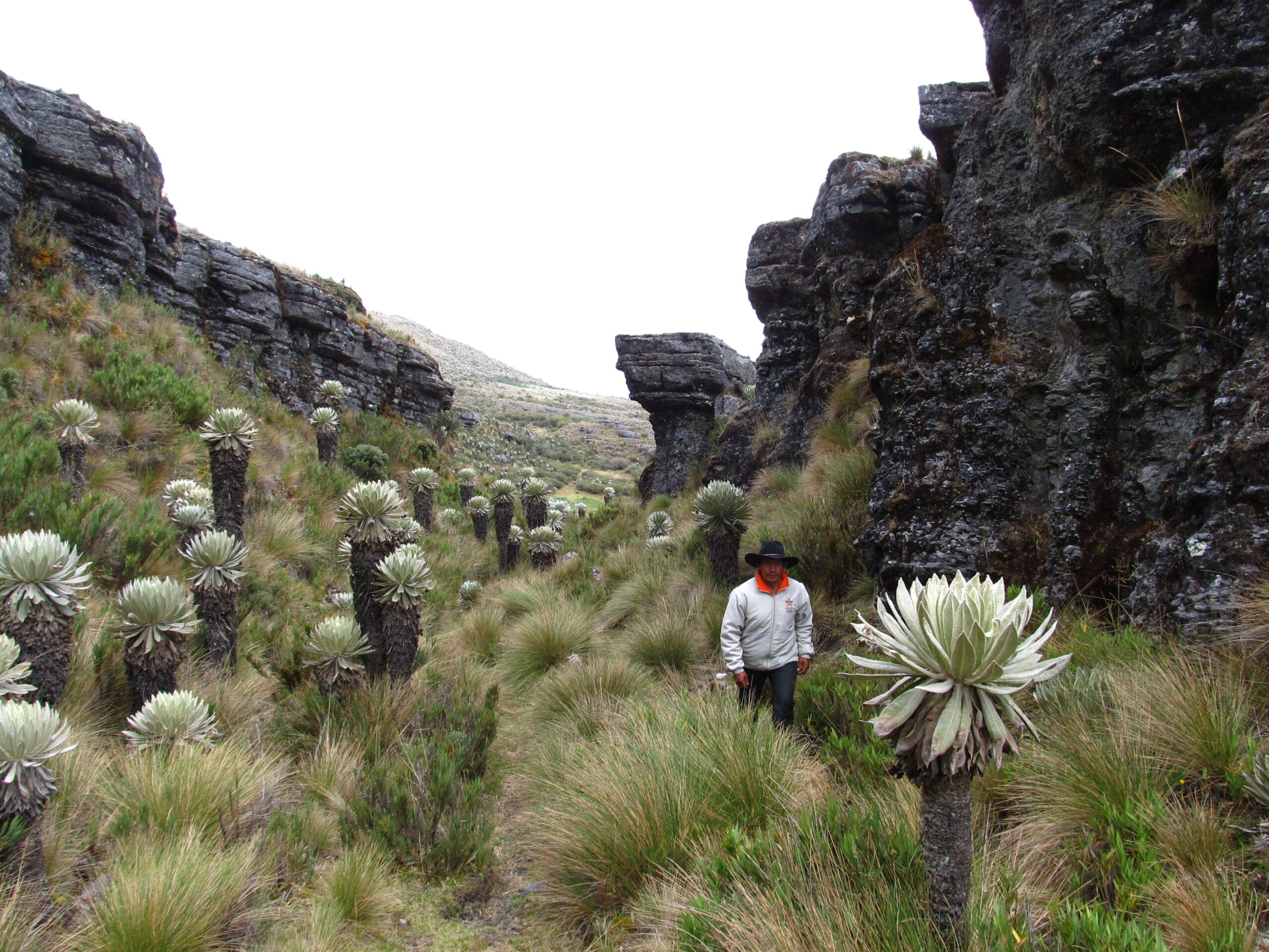 Gids in de Paramo in Colombia